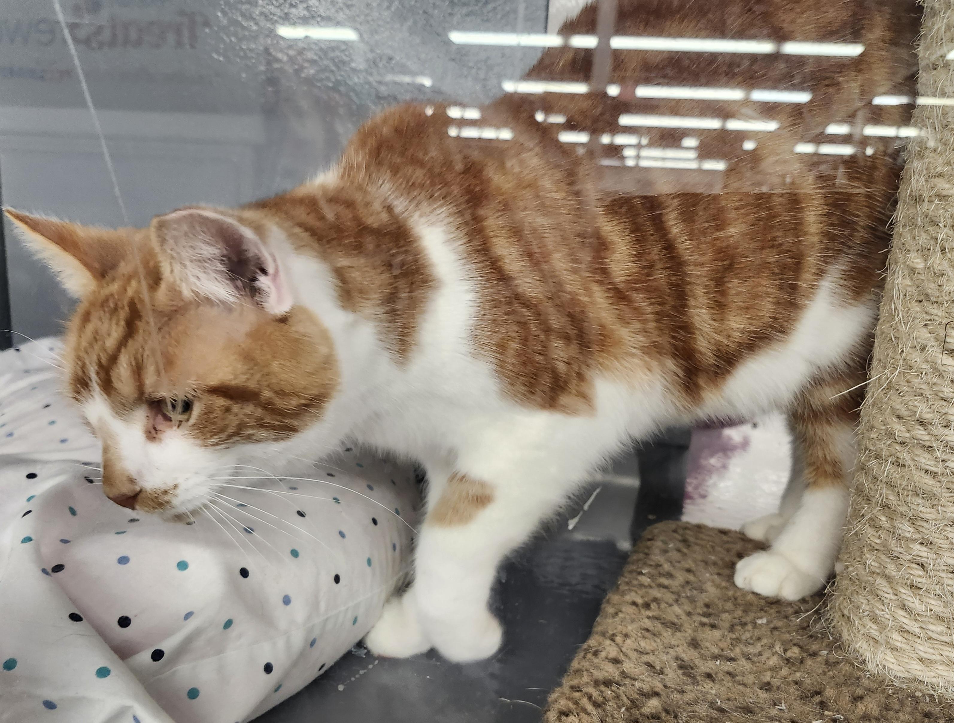 Enlarge 'LANE', a ADOPTABLE mixed breed in North East, MD image 4/5