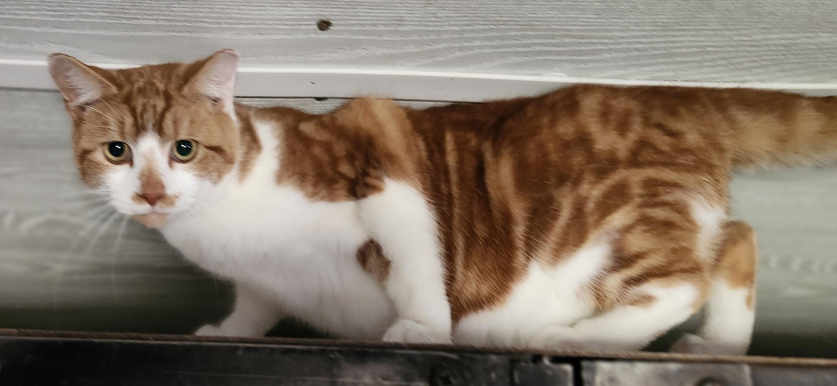 Enlarge 'LANE', a ADOPTABLE mixed breed in North East, MD image 2/5