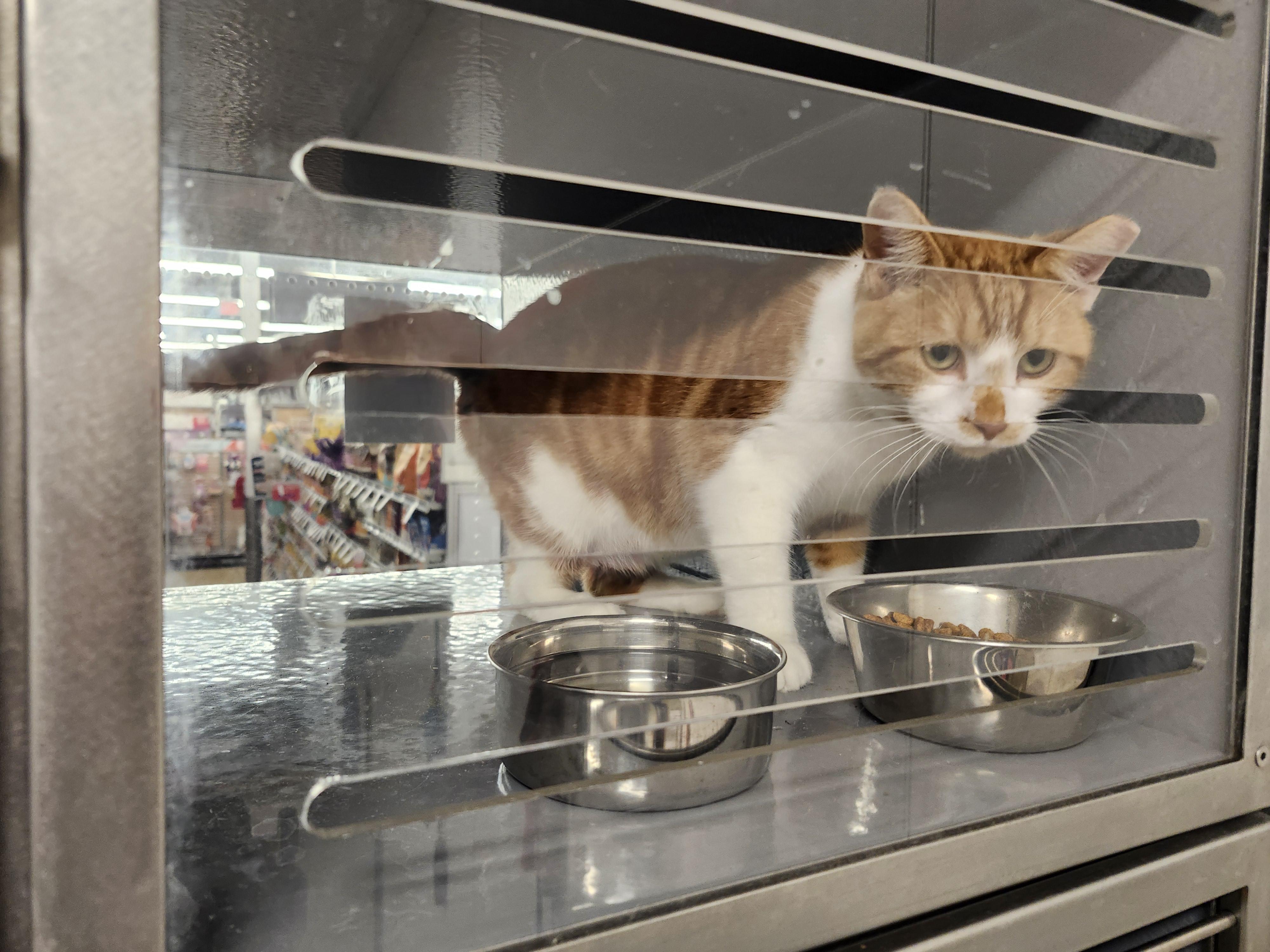 Enlarge 'LANE', a ADOPTABLE mixed breed in North East, MD image 5/5