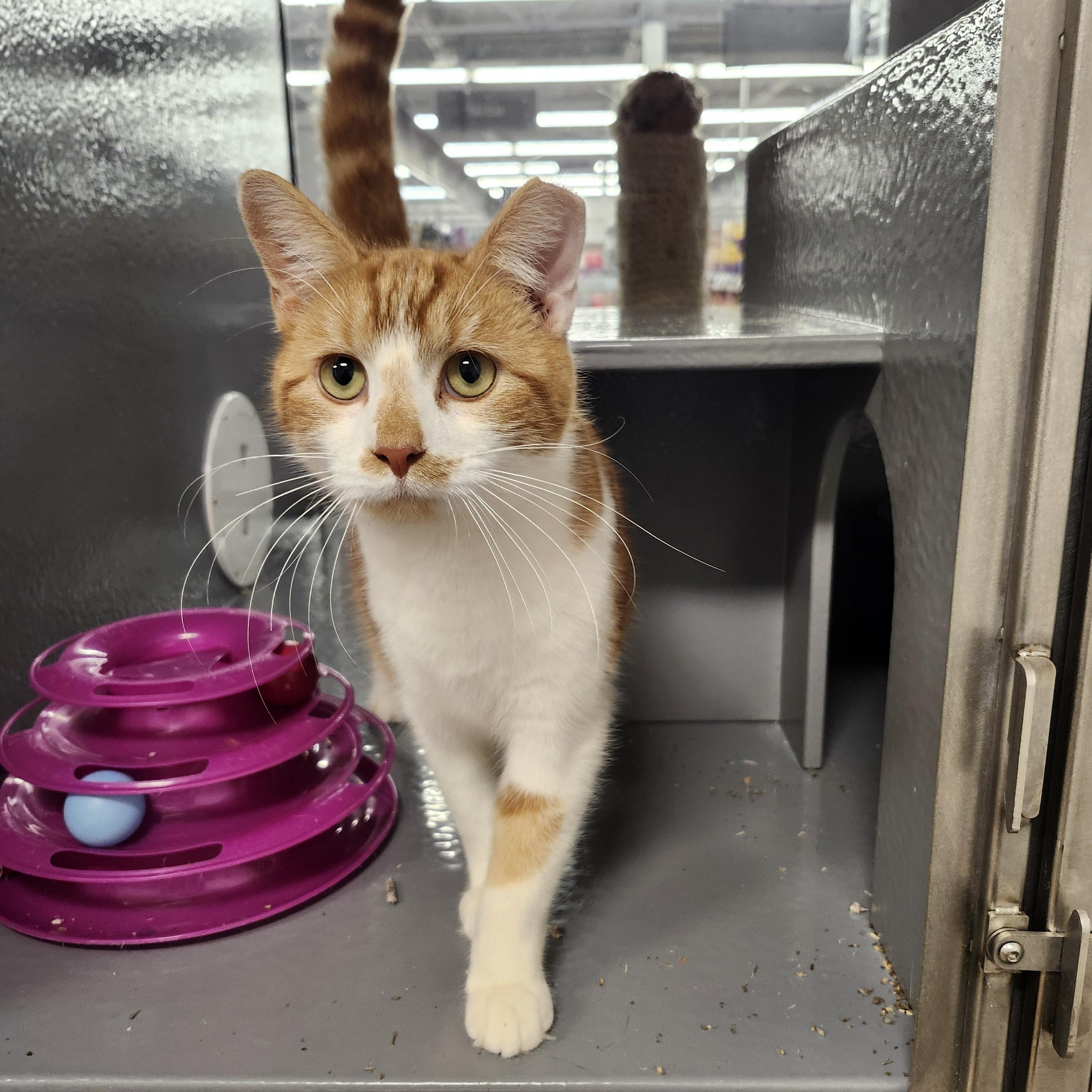 Enlarge 'LANE', a ADOPTABLE mixed breed in North East, MD image 1/5