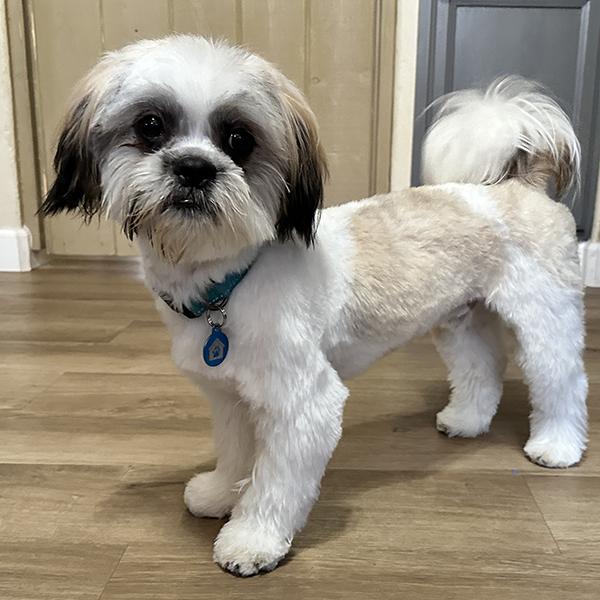 Buddy, a ADOPTABLE Lhasa Apso in El Mirage, AZ image 2/3