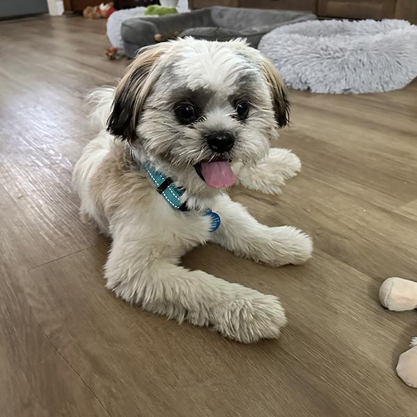 Buddy, ADOPTABLE, Young Male Lhasa Apso.