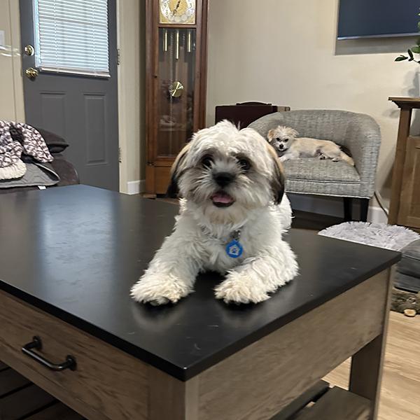 Buddy, a ADOPTABLE Lhasa Apso in El Mirage, AZ image 3/3