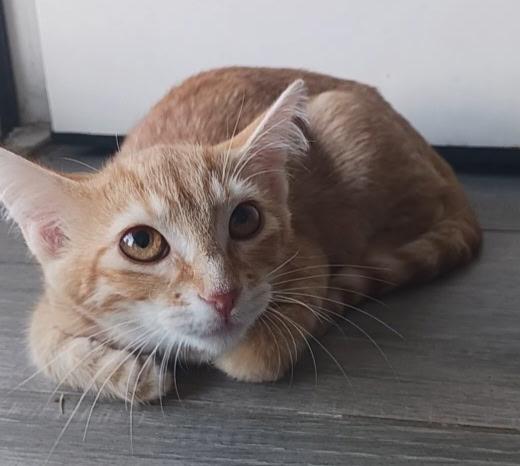 Audrey, an adoptable Tabby in Pasco, WA, 99301 | Photo Image 1