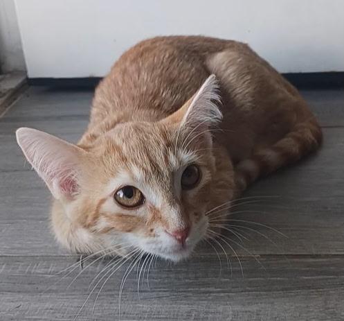 Audrey, an adoptable Tabby in Pasco, WA, 99301 | Photo Image 2