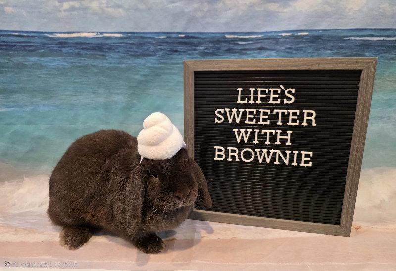 Brownie, Adoptable, Adult Female Mini Lop.