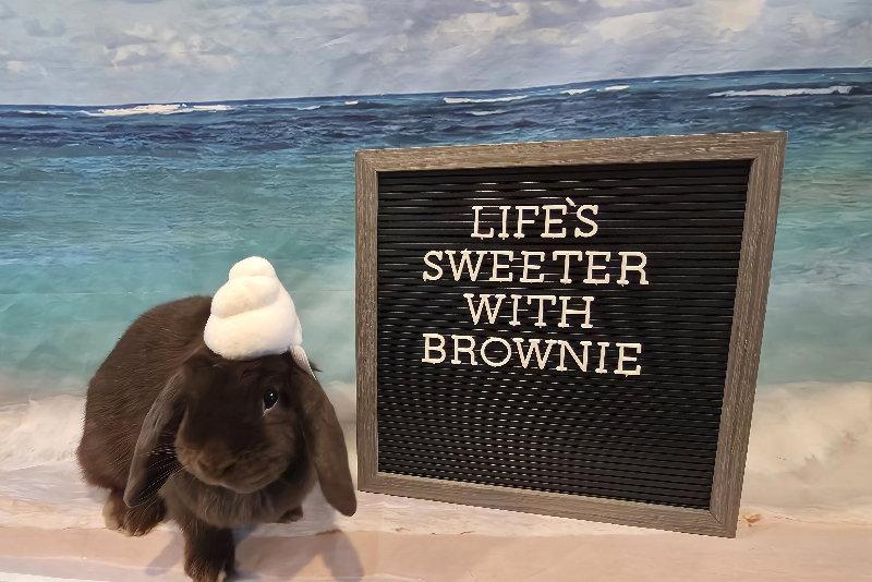 Brownie, a Adoptable Mini Lop in Columbus, OH image 2/3