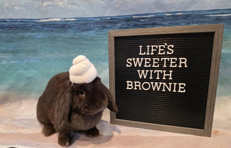 Brownie, a Adoptable Mini Lop in Columbus, OH image 3/3