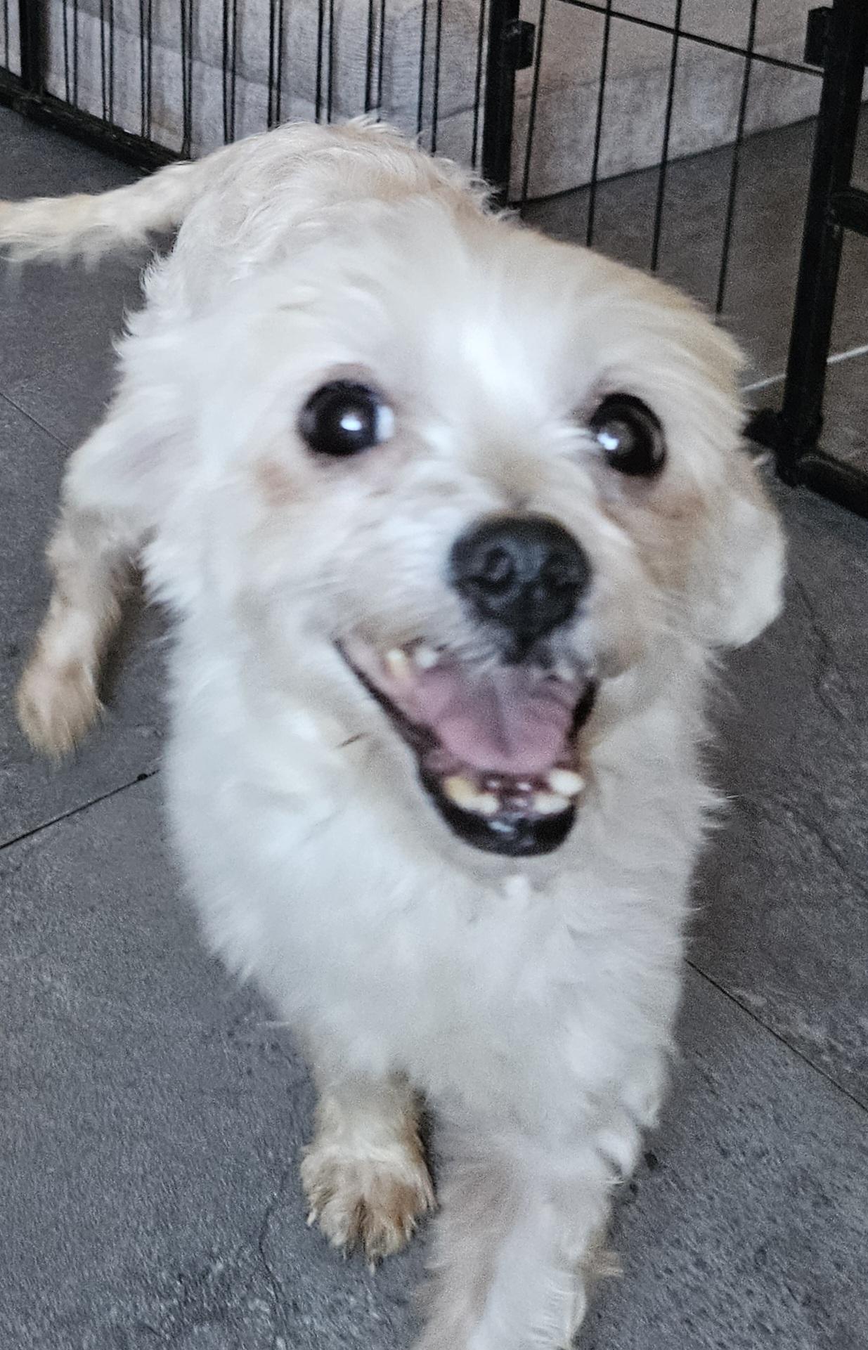 Blanche, Adoptable, Adult Female Maltipoo.