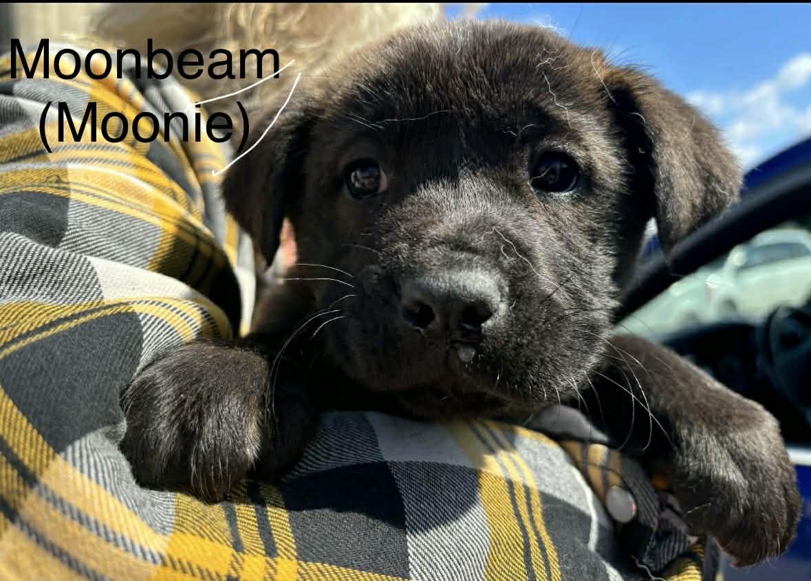 Moonbeam , ADOPTABLE, Puppy Male Shepherd.