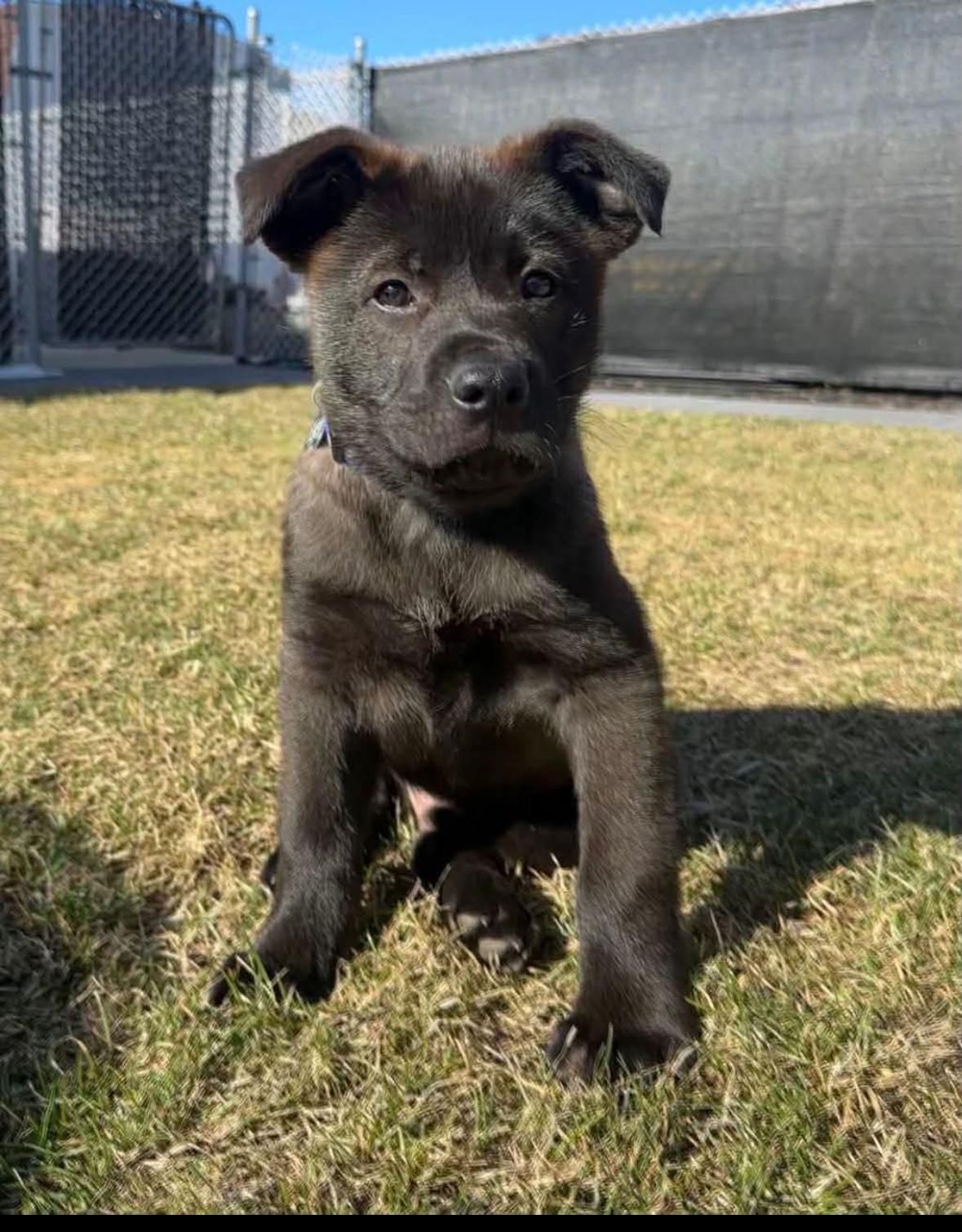 Moonbeam , ADOPTABLE, Puppy Male Shepherd.