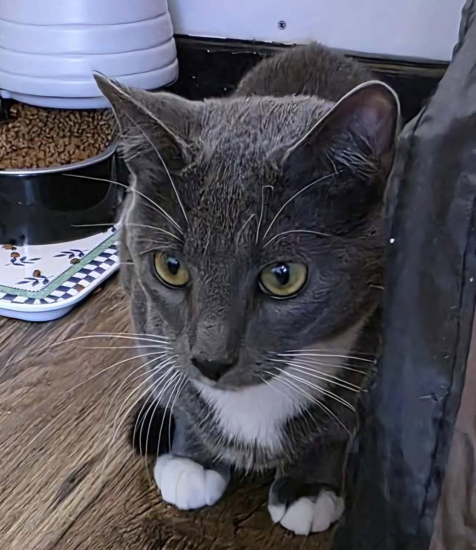 Fast Boy, a Adopted Domestic Short Hair in Trenton, NJ image 1/2