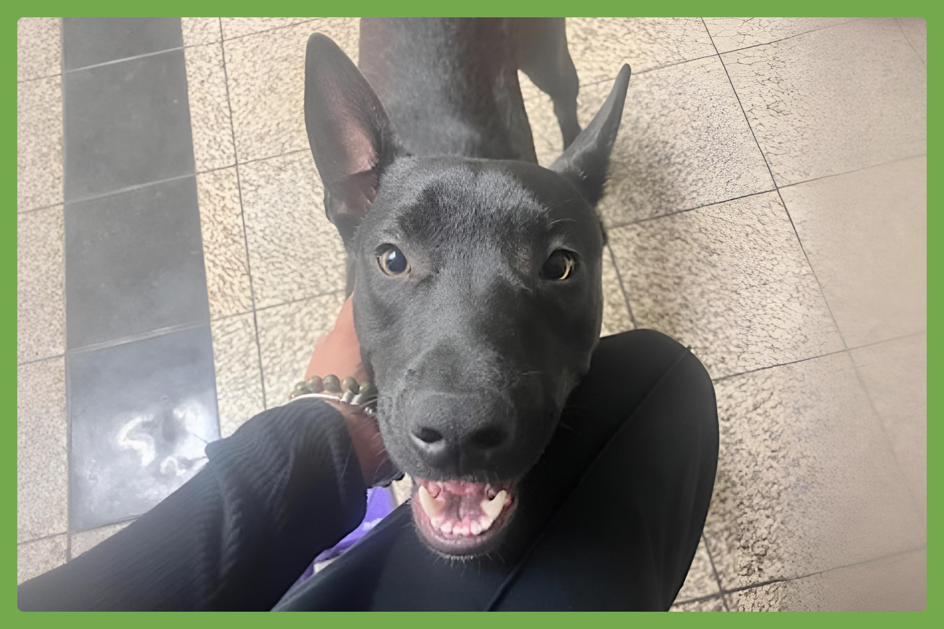 Spike — thumbnail 4