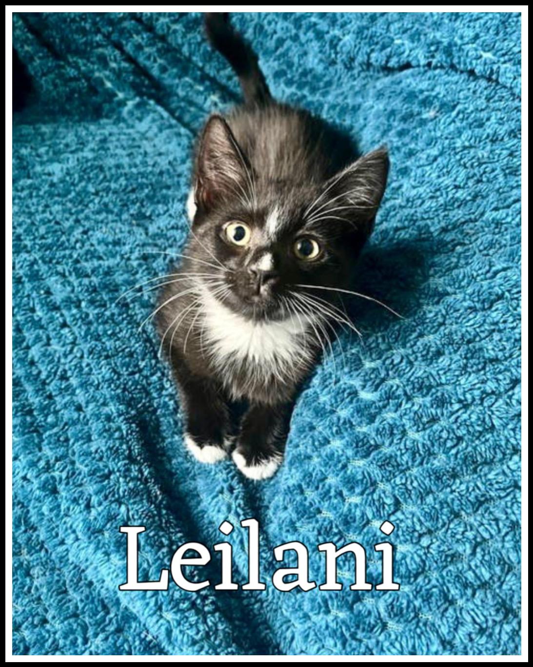 Leilani (FCID# 05/19/2025 - 38) C, Baby Female Tuxedo