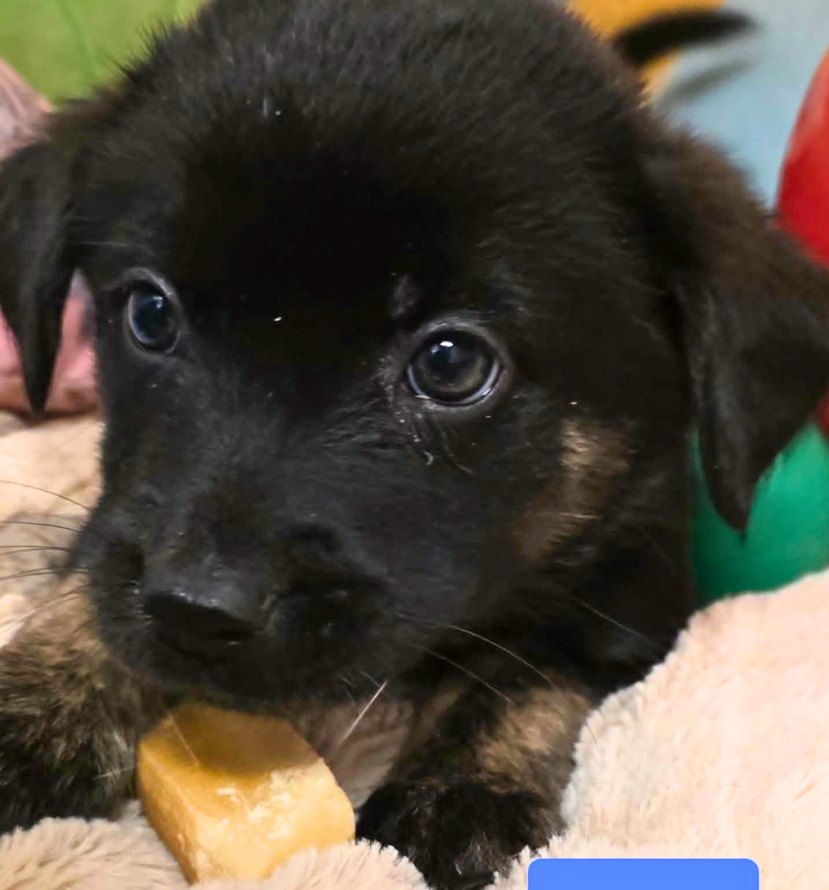 Enlarge Montgomery (Monty), a Adoptable mixed breed in Cottonwood Heights, UT image 2/6