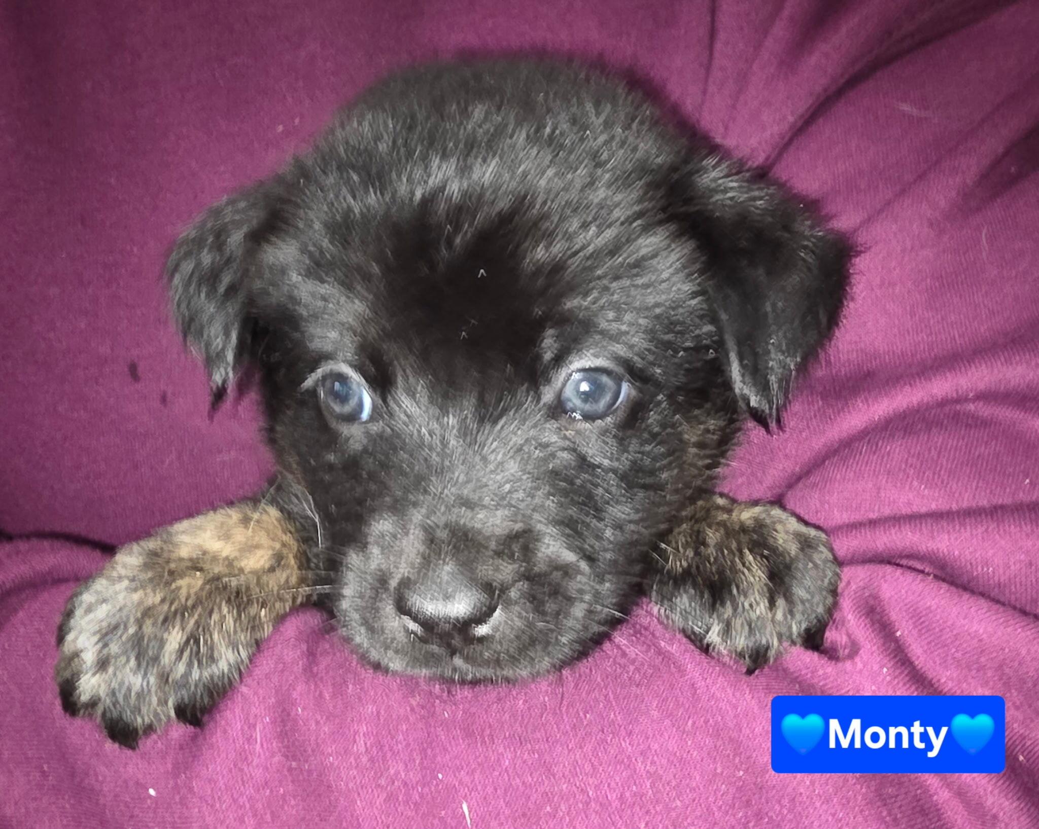 Enlarge Montgomery (Monty), a Adoptable mixed breed in Cottonwood Heights, UT image 3/6