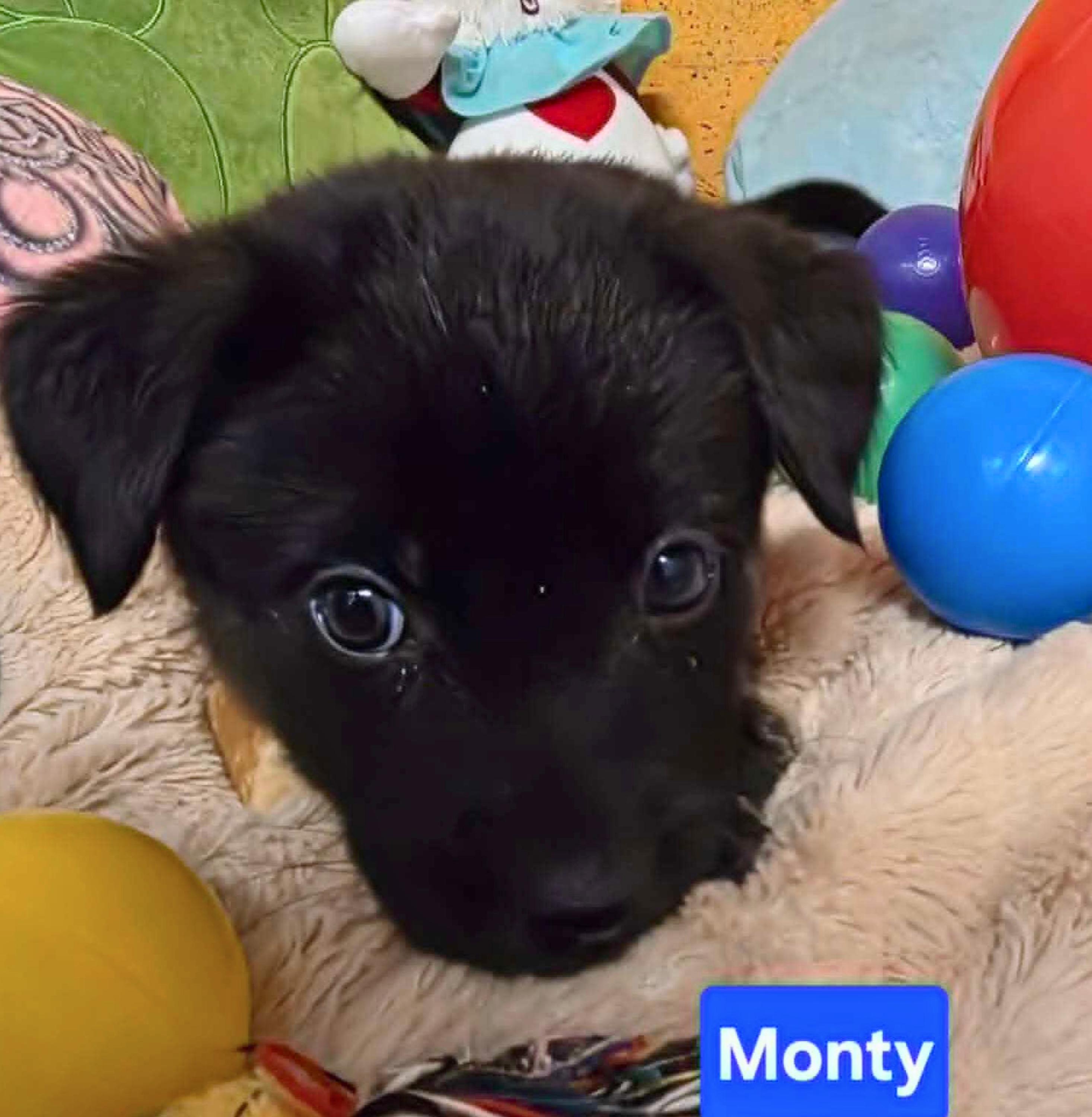 Enlarge Montgomery (Monty), a Adoptable mixed breed in Cottonwood Heights, UT image 4/6