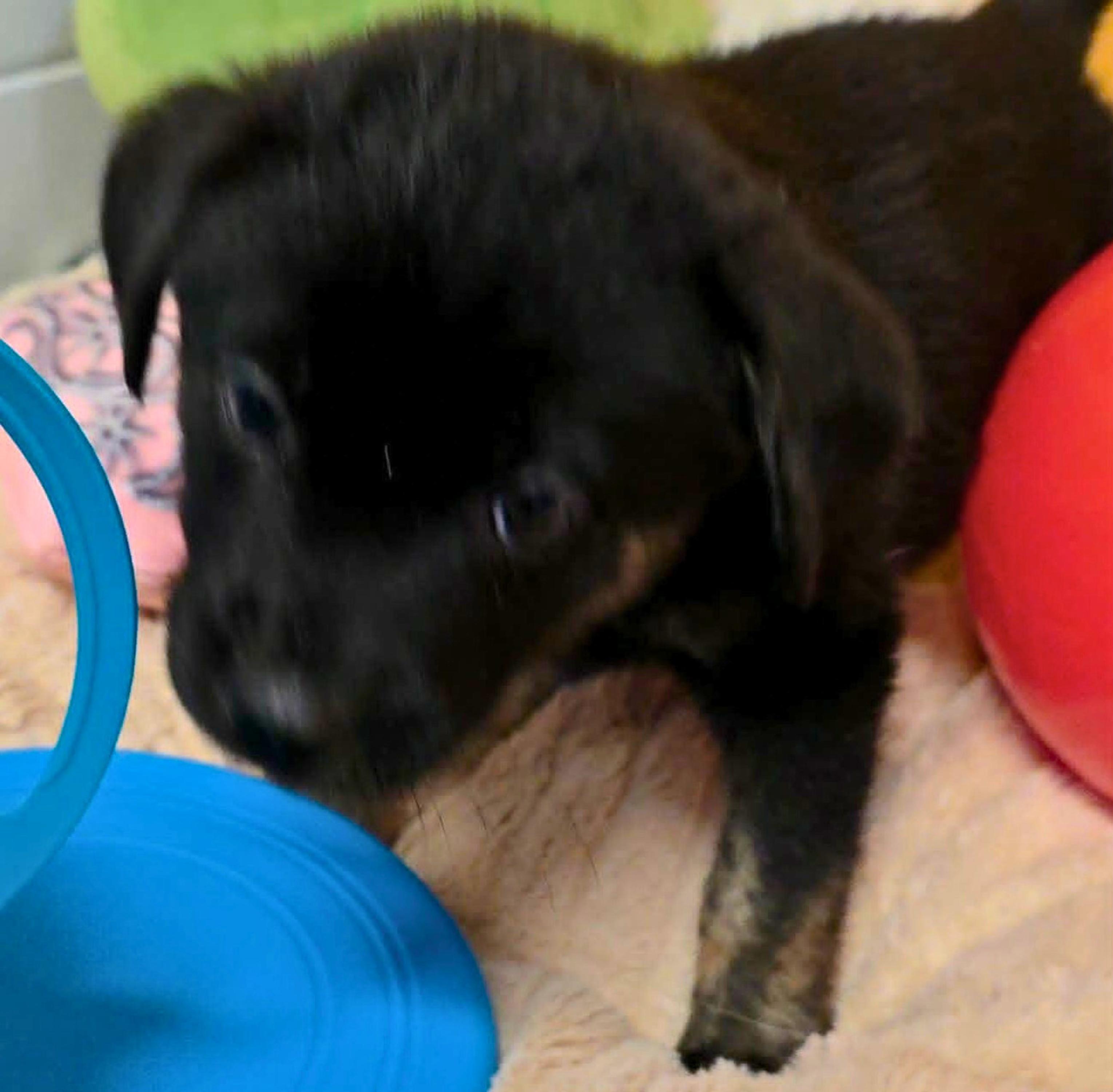 Enlarge Montgomery (Monty), a Adoptable mixed breed in Cottonwood Heights, UT image 5/6