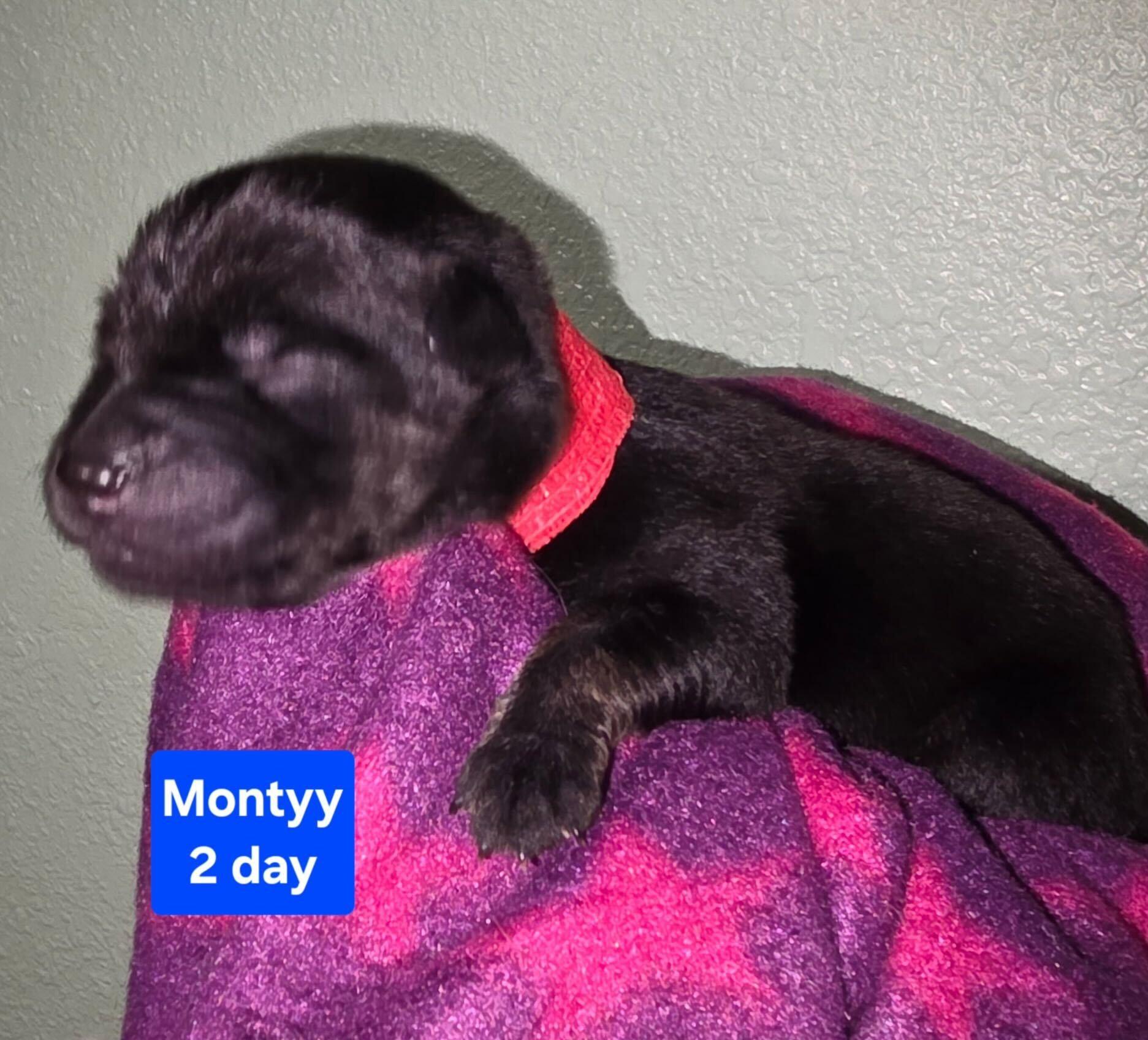 Enlarge Montgomery (Monty), a Adoptable mixed breed in Cottonwood Heights, UT image 2/2