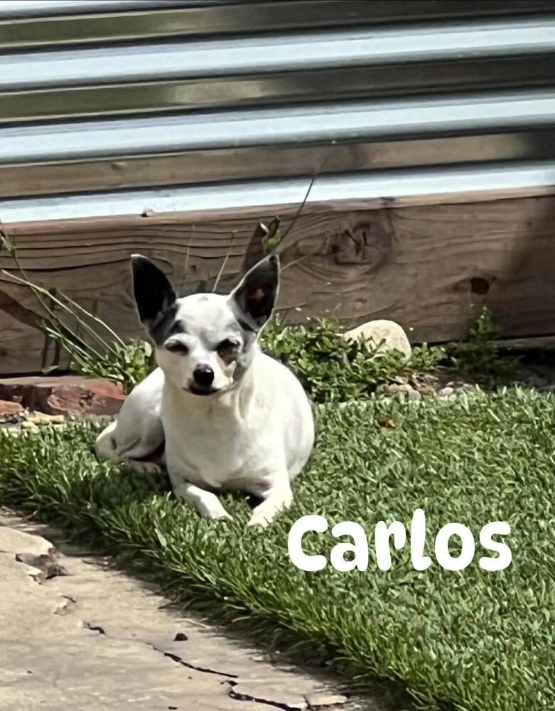 Enlarge Carlos, a Adoptable Chihuahua in Claremont, CA image 2/5