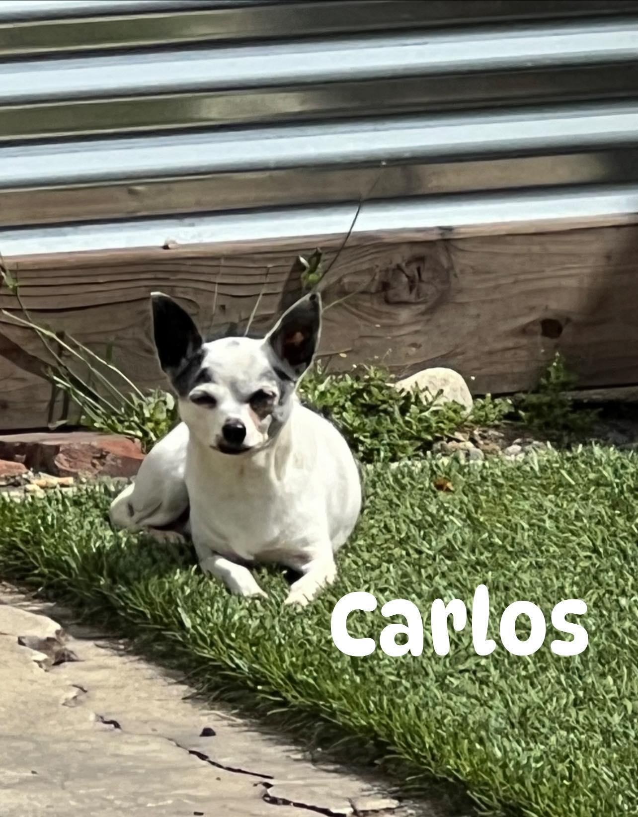 Carlos, a Adoptable Chihuahua image 2/5