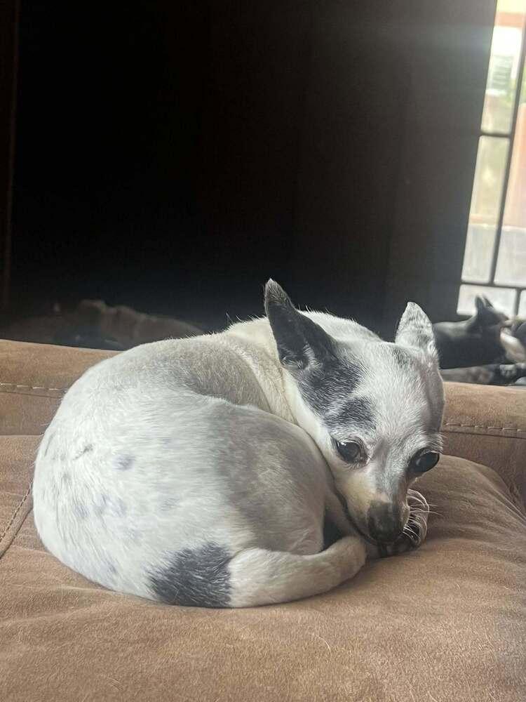 Carlos, Adoptable, Senior Male Chihuahua.