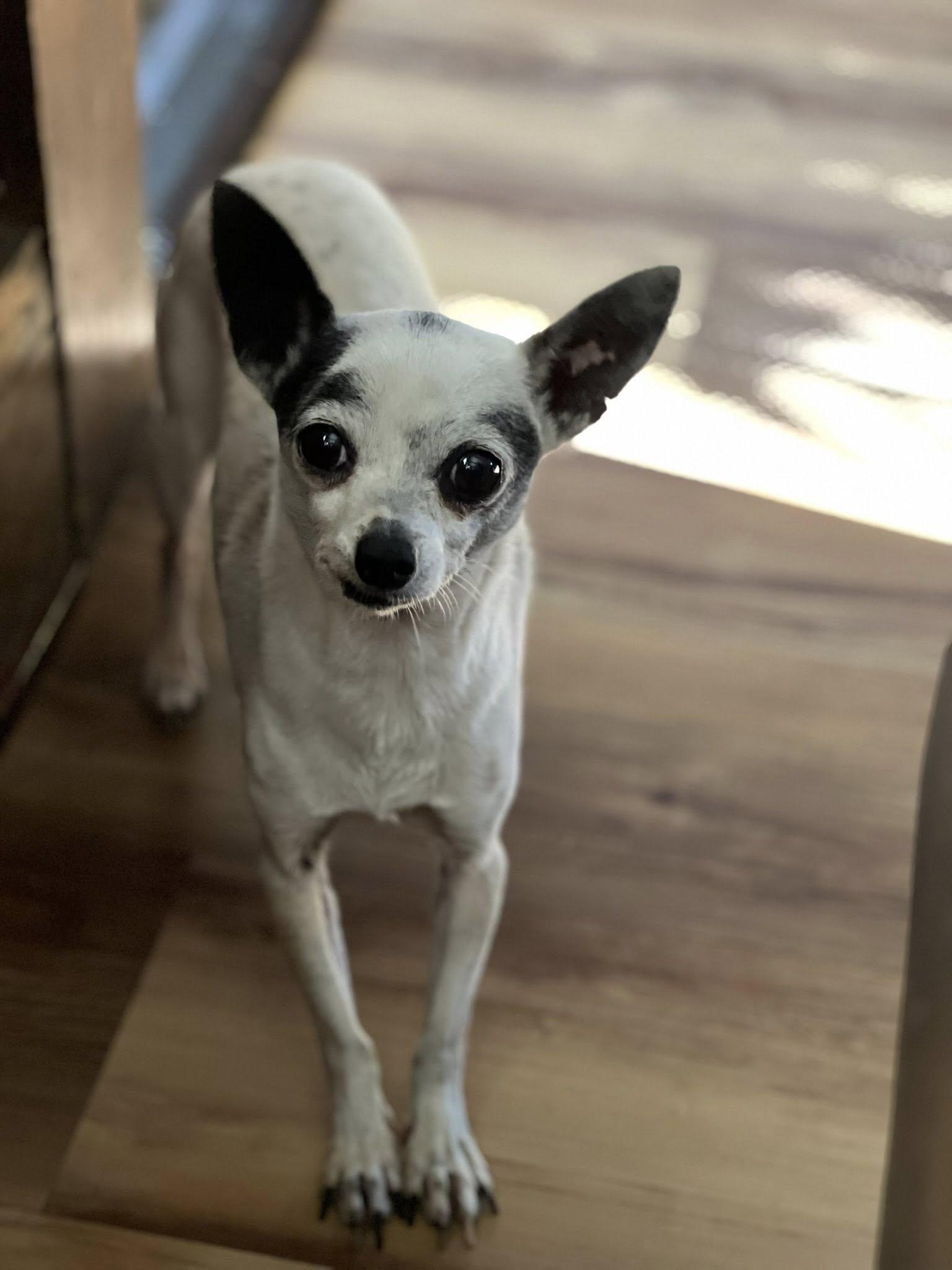 Carlos, Senior Male Chihuahua