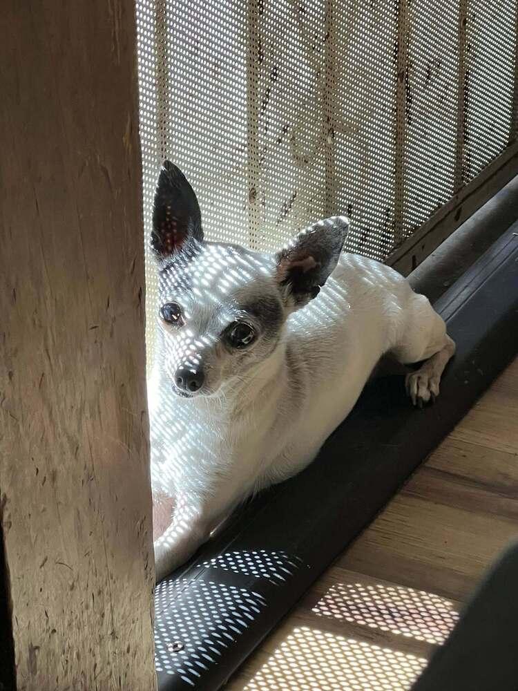 Enlarge Carlos, a Adoptable Chihuahua in Claremont, CA image 4/5