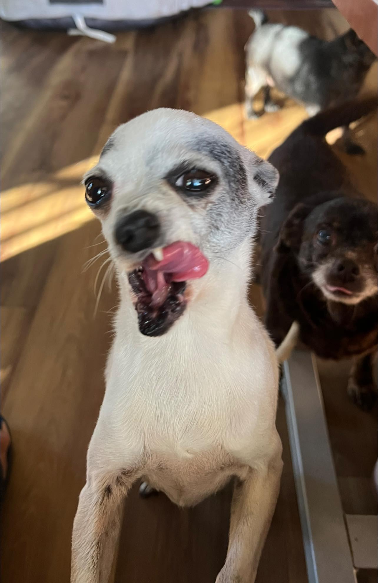 Carlos, a Adoptable Chihuahua image 4/5