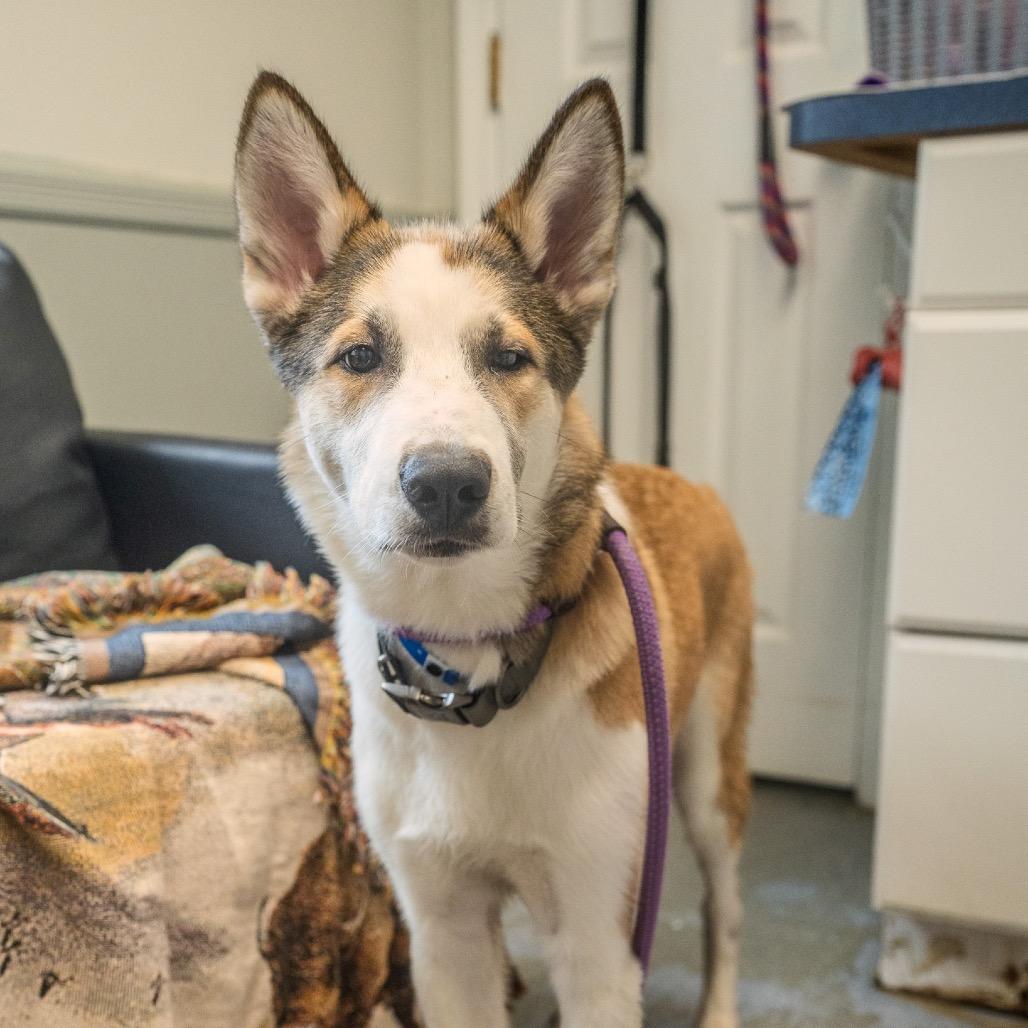 Benji, Adoptable, Young Male Husky & Shepherd.