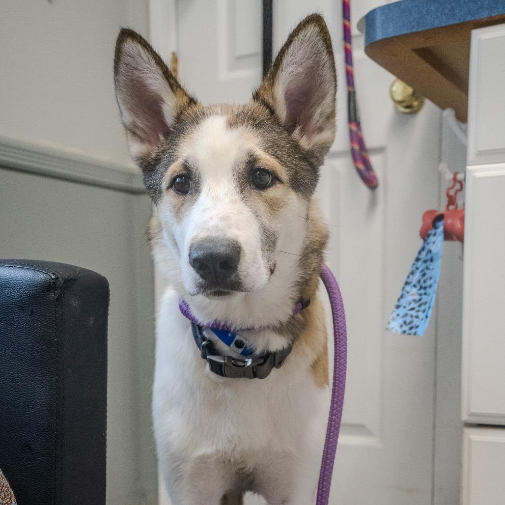 Enlarge Benji, a Adoptable mixed breed in Pawling, NY image 2/6