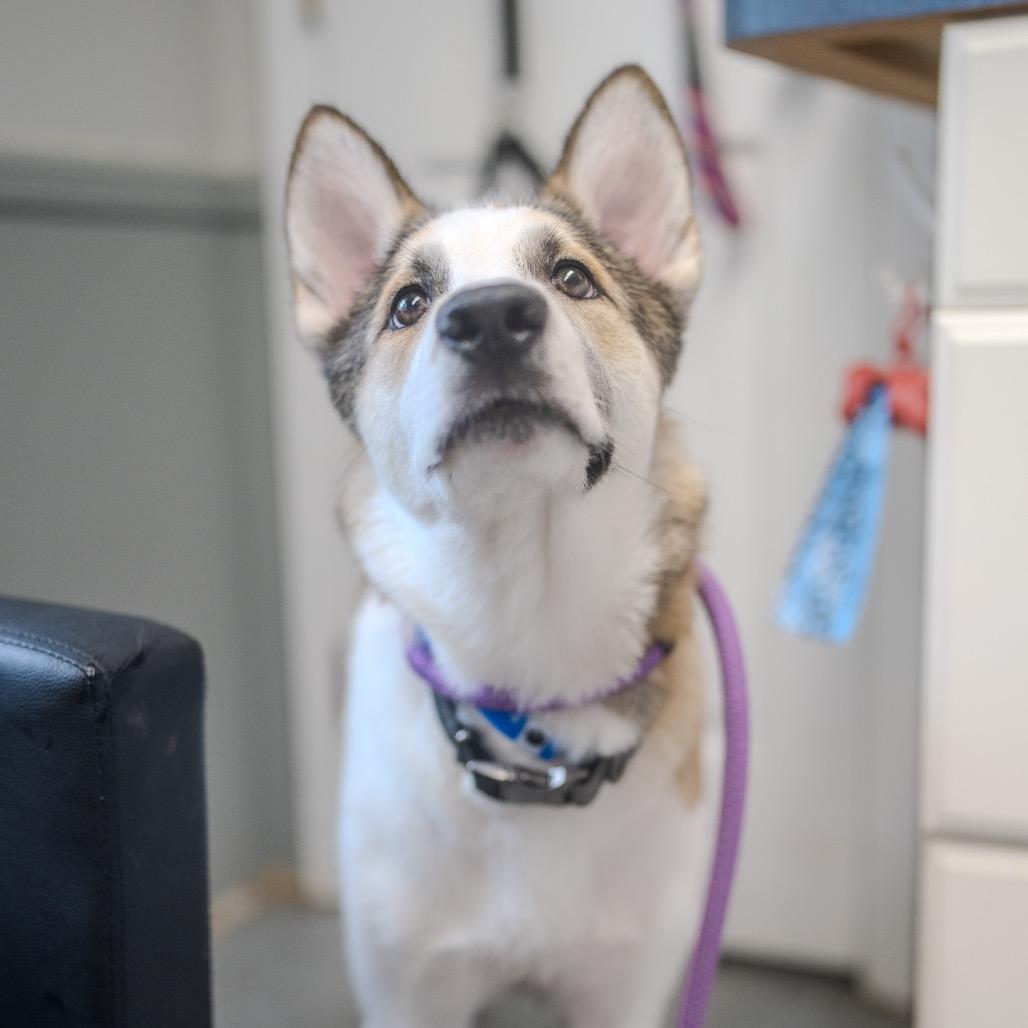 Enlarge Benji, a Adoptable mixed breed in Pawling, NY image 3/6