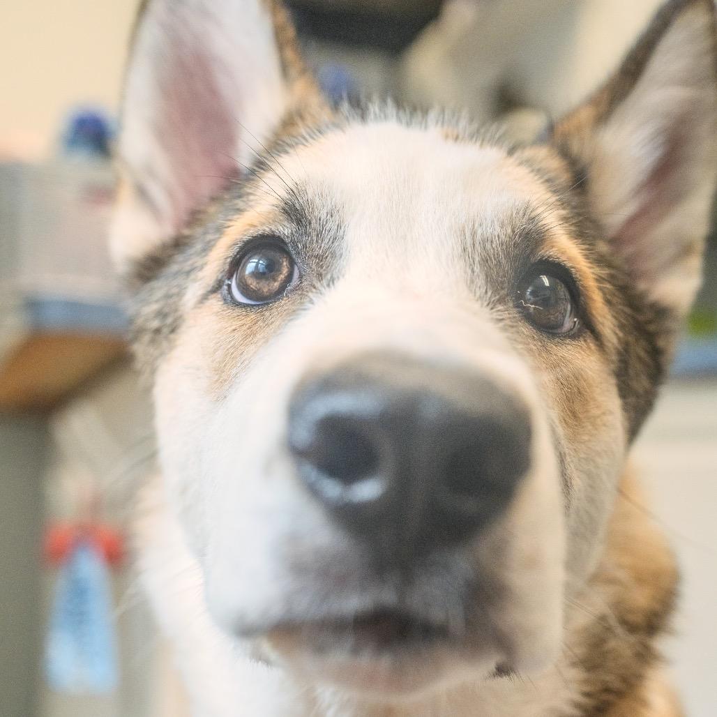 Enlarge Benji, a Adoptable mixed breed in Pawling, NY image 4/6