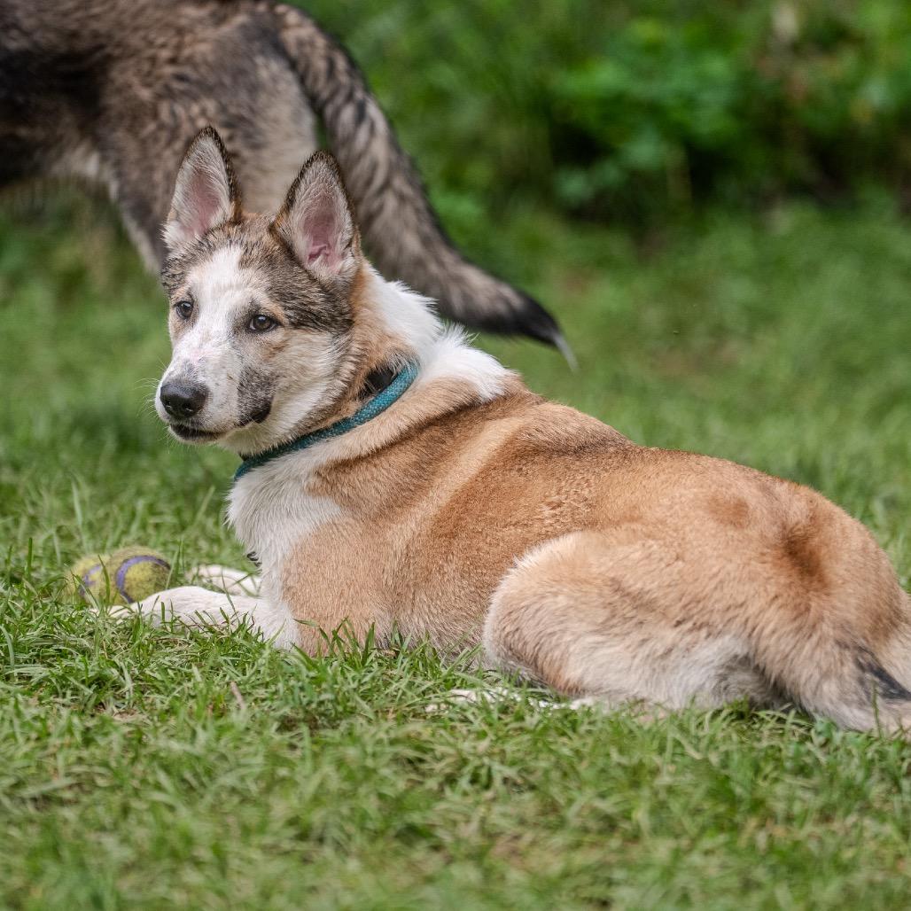 Enlarge Benji, a Adoptable mixed breed in Pawling, NY image 5/6