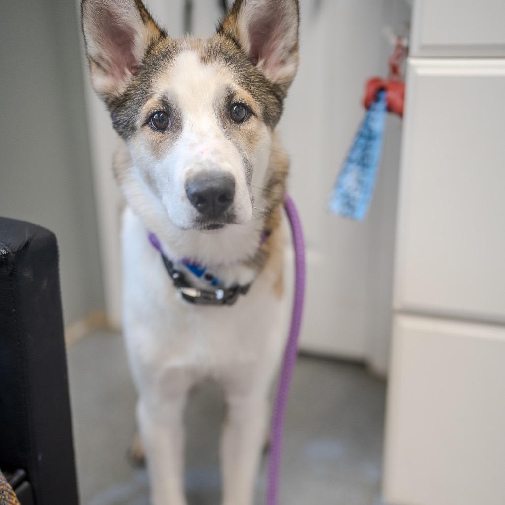 Enlarge Benji, a Adoptable mixed breed in Pawling, NY image 6/6