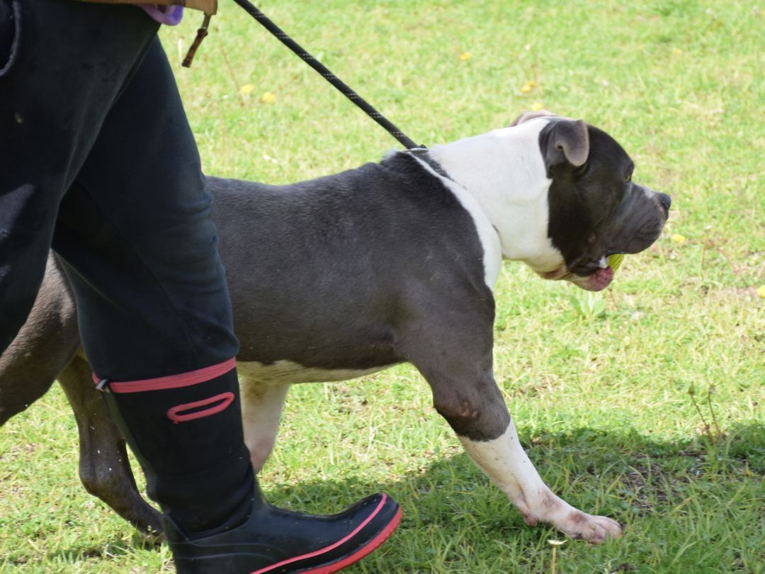 Johnny, a Adoptable American Staffordshire Terrier in Anniston, AL image 2/6