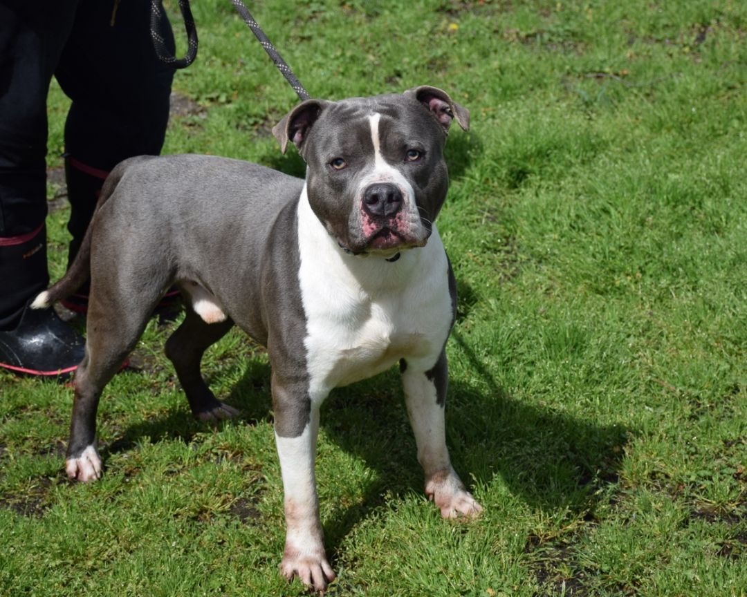 Johnny, a Adoptable American Staffordshire Terrier in Anniston, AL image 3/6