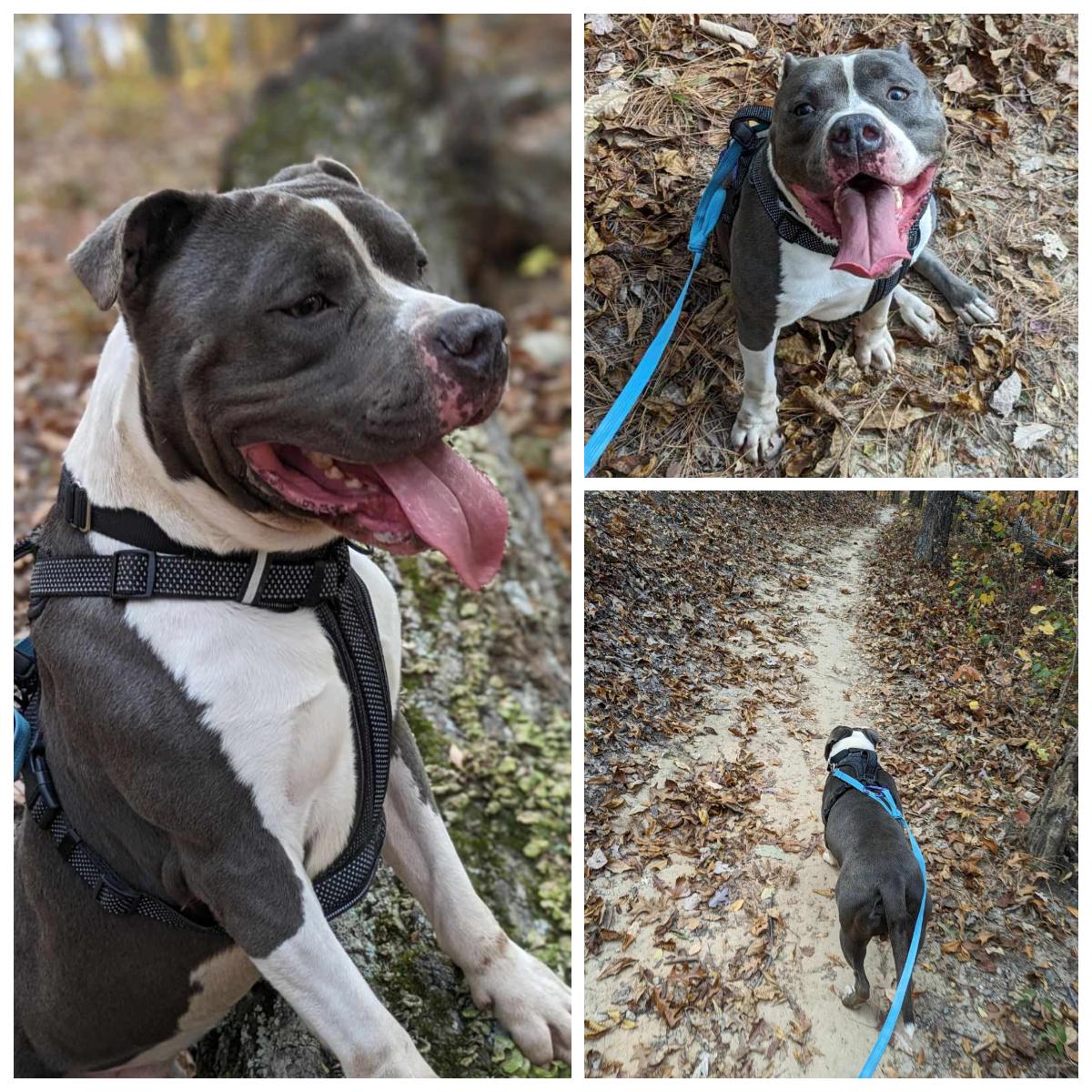 Enlarge Johnny, a Adoptable American Staffordshire Terrier in Anniston, AL image 6/6