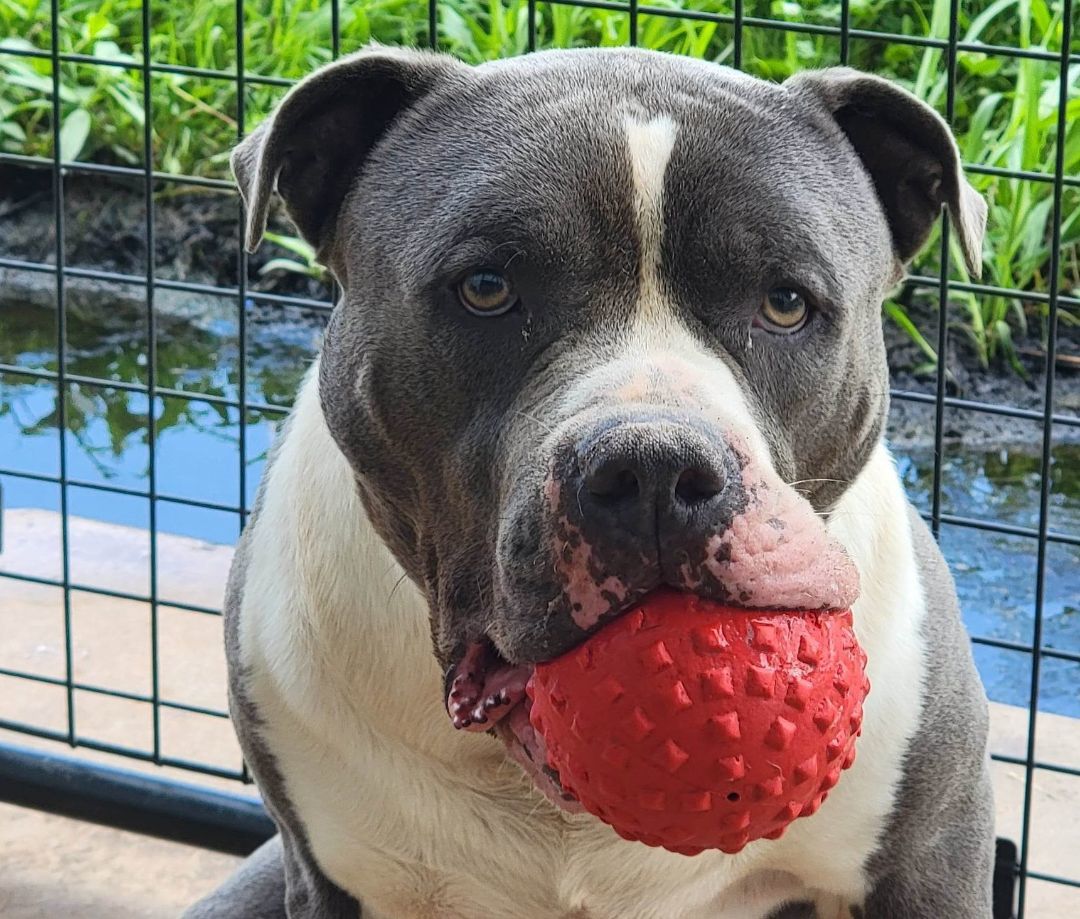 Johnny, Adoptable, Adult Male American Staffordshire Terrier.