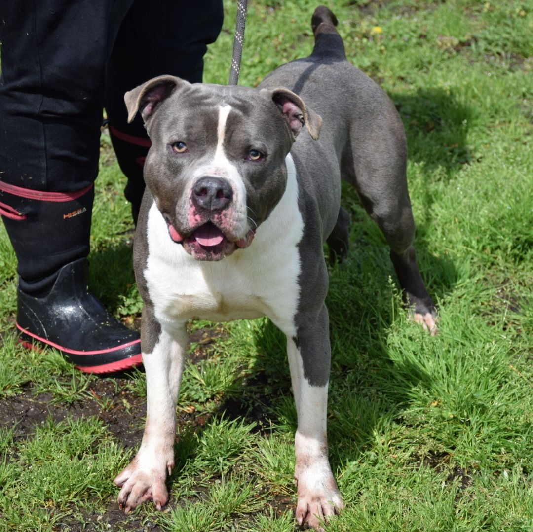 Johnny, a Adoptable American Staffordshire Terrier in Anniston, AL image 4/6