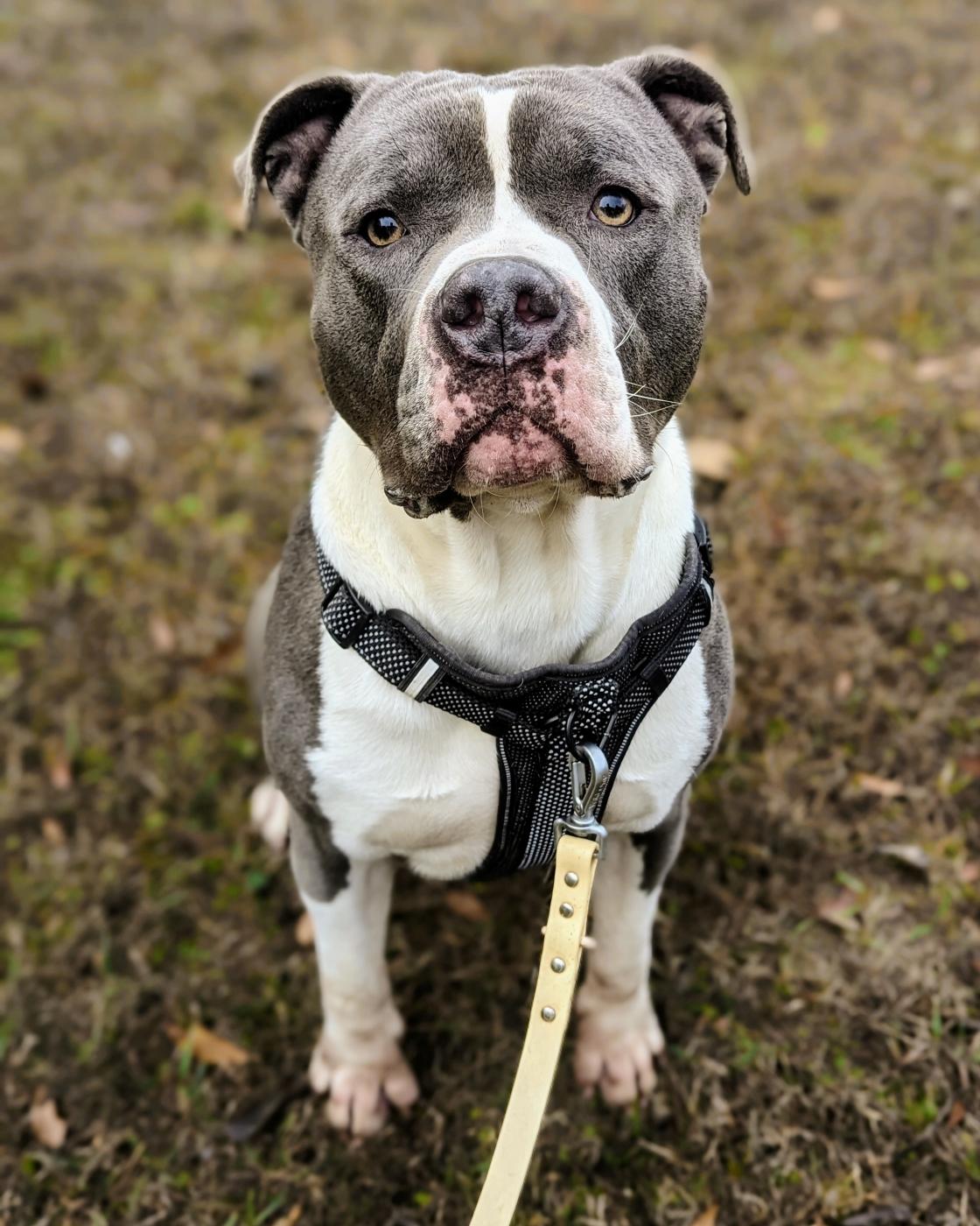 Enlarge Johnny, a Adoptable American Staffordshire Terrier in Anniston, AL image 5/6