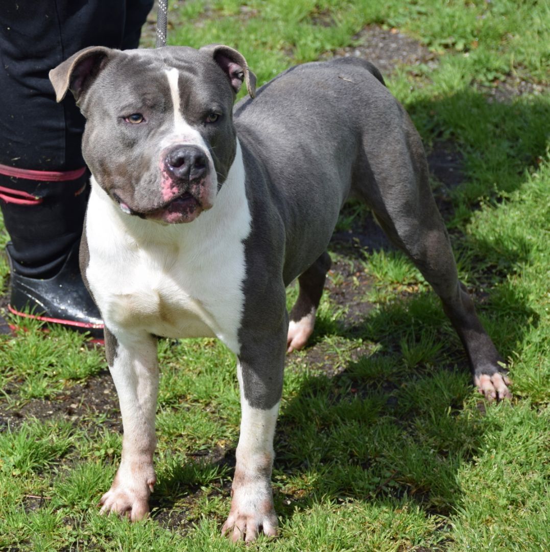 Johnny, a Adoptable American Staffordshire Terrier in Anniston, AL image 5/6