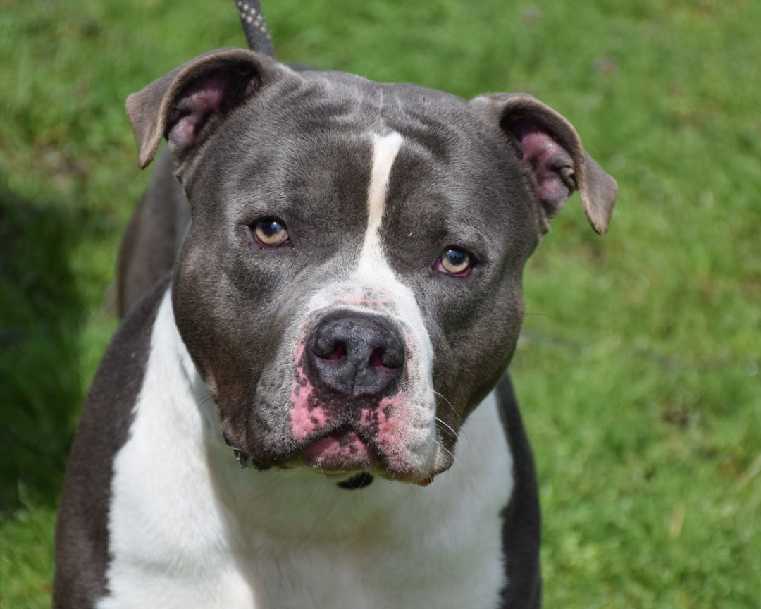 Johnny, a Adoptable American Staffordshire Terrier in Anniston, AL image 6/6