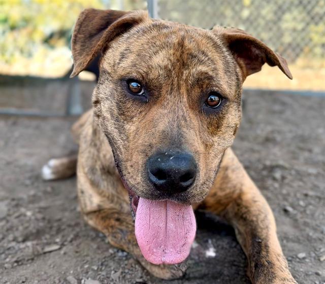 AMBROSE, Adoptable, Young Male Pit Bull Terrier & Mixed Breed.