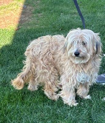 Enlarge PADME  (ohiosdrescue@gmail.com), an adopted mixed breed in Rossford, OH image 5/5