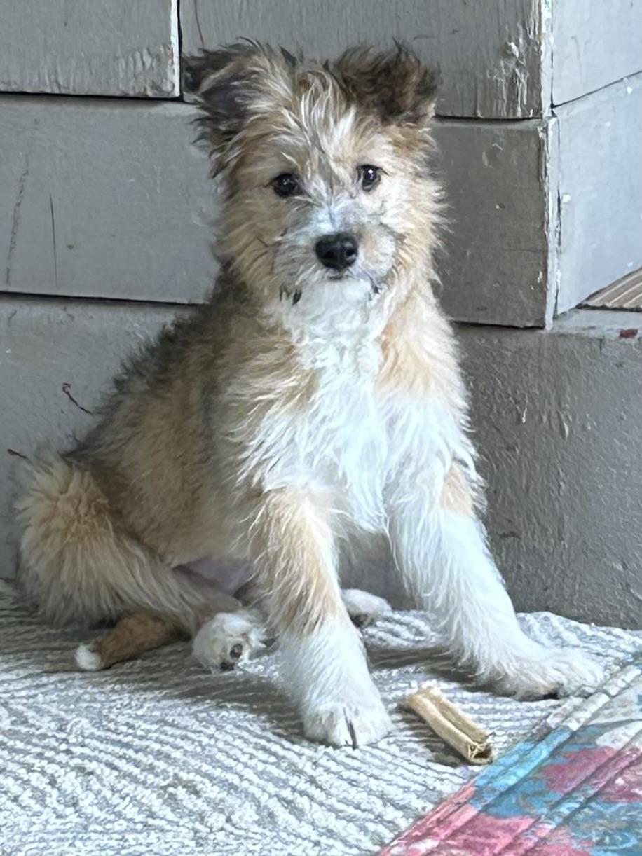 Enlarge PADME  (ohiosdrescue@gmail.com), an adopted mixed breed in Rossford, OH image 2/5