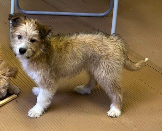 Enlarge PADME  (ohiosdrescue@gmail.com), an adopted mixed breed in Rossford, OH image 3/5