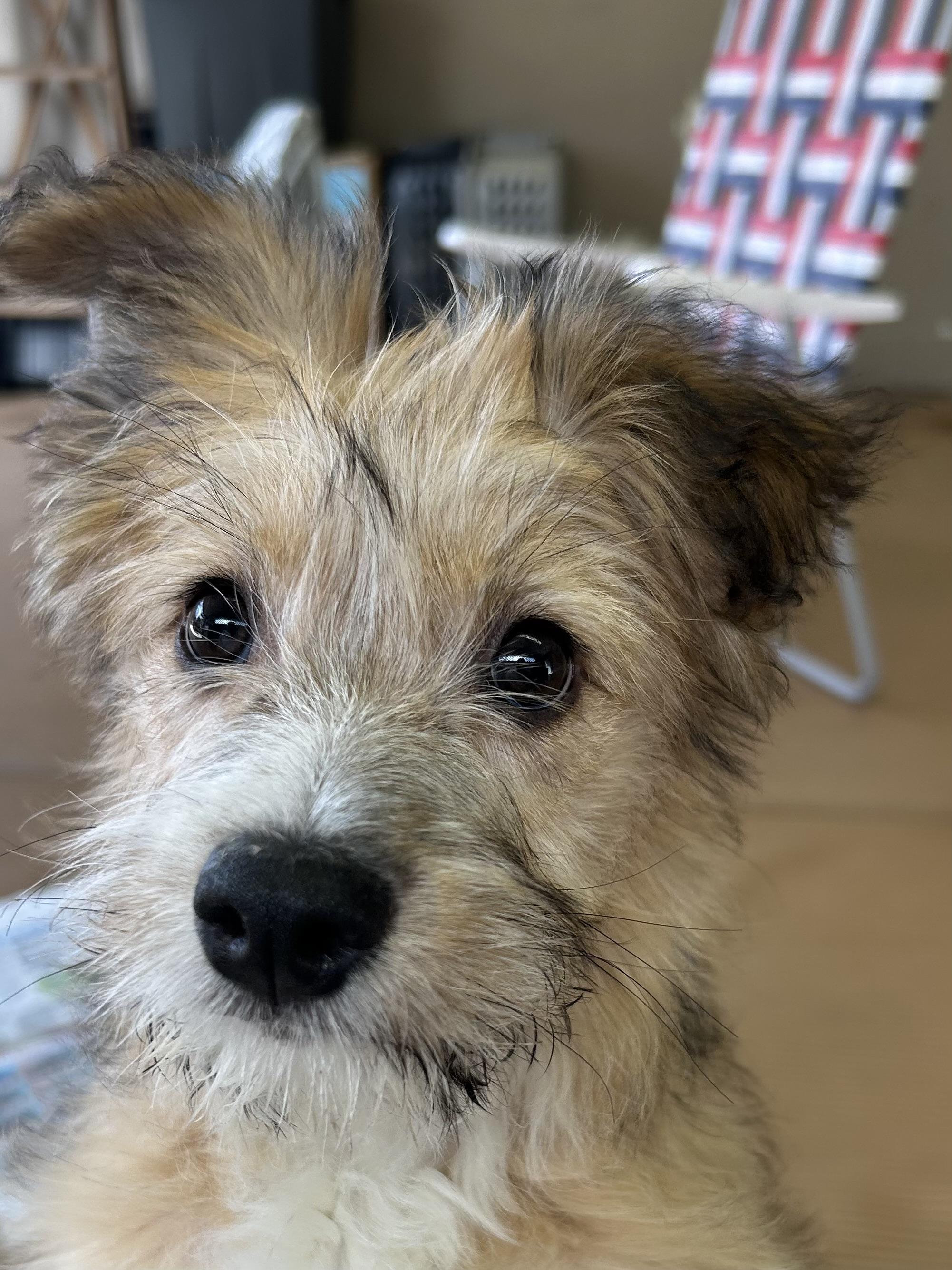 Enlarge PADME  (ohiosdrescue@gmail.com), an adopted mixed breed in Rossford, OH image 4/5