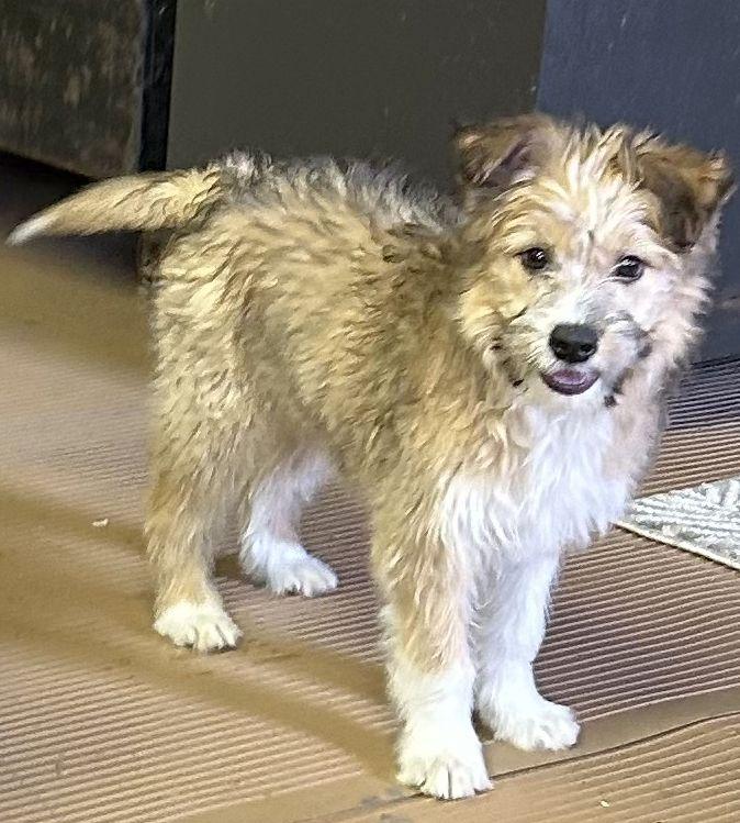 Enlarge PADME  (ohiosdrescue@gmail.com), an adopted mixed breed in Rossford, OH image 1/5