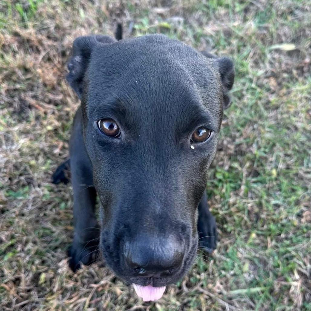 Nick, Adoptable, Young Male Labrador Retriever.